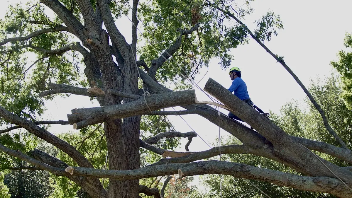 Professional Hazardous Tree Removal performed by certified arborists in Marks